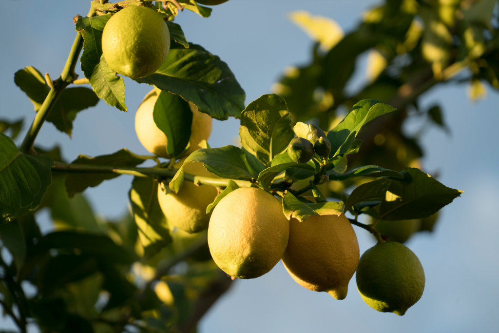 Lemons on a lemon tree.