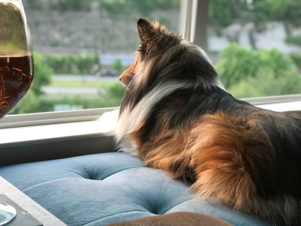 Heidi the Sheltie looking out the window.